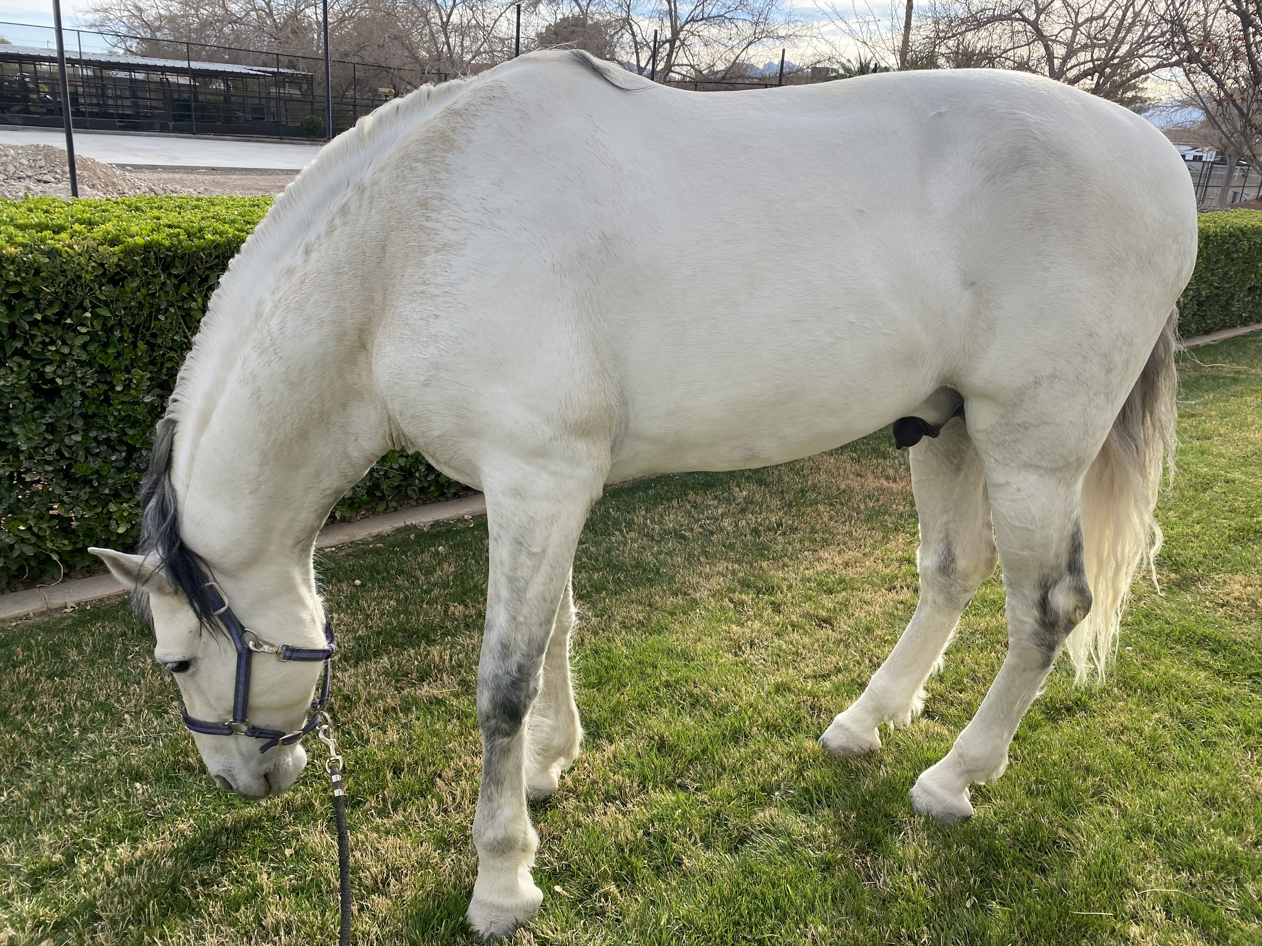 White horse grazing on green grass